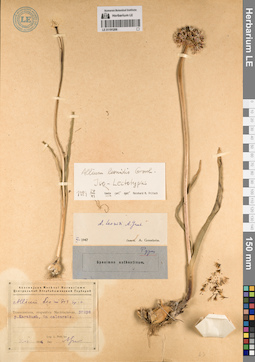 LE 01191206