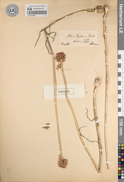 LE 01191225