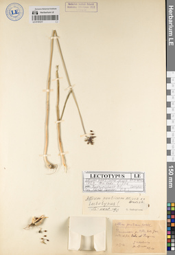 LE 01191217