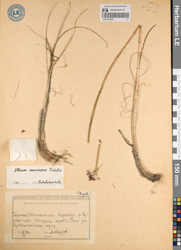LE 01191235