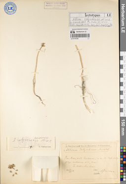 LE 01191239