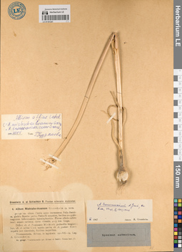 LE 01191241