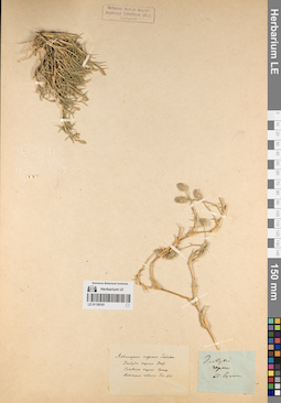 LE 01159181