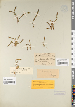 LE 01057184