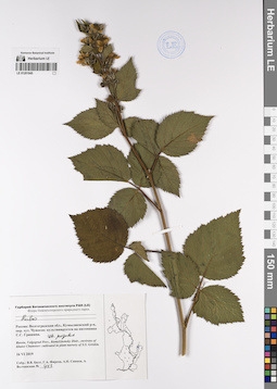 LE 01201045