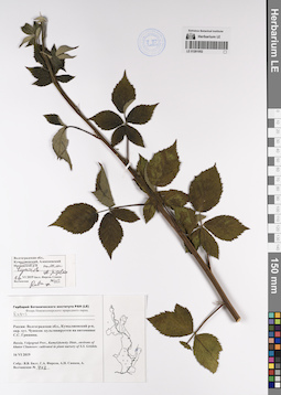 LE 01201052