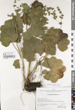 LE 01219896