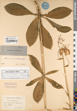 LE 01072715