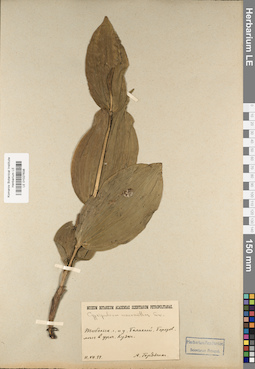 LE 01027638