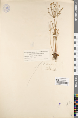 LE 01056647