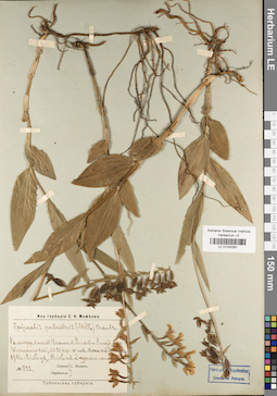 LE 01030381