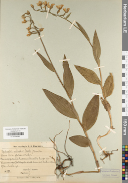LE 01030382