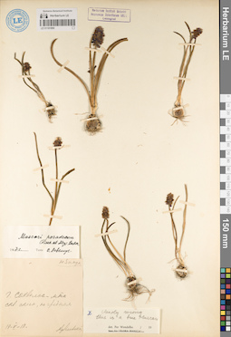 LE 01181890