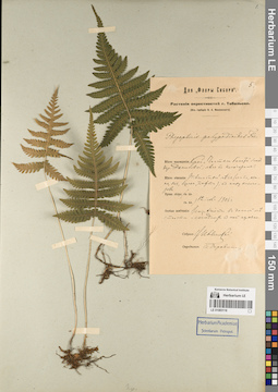 LE 01083118