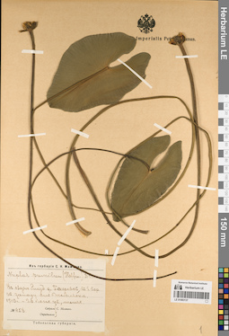 LE 01083137