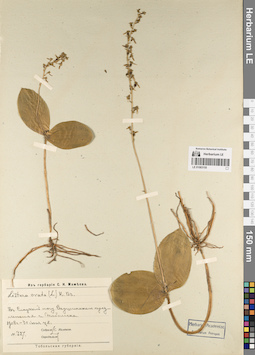 LE 01083155