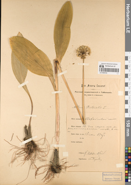 LE 01083163