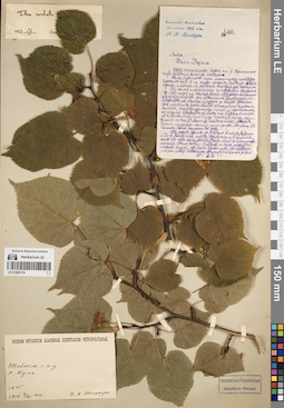 LE 01083174