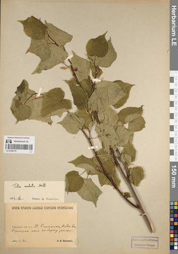 LE 01083176