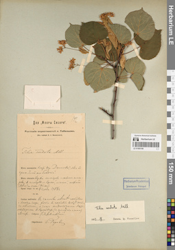 LE 01083180