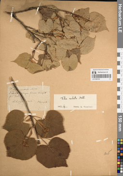LE 01083184