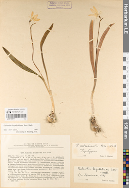 LE 01190011