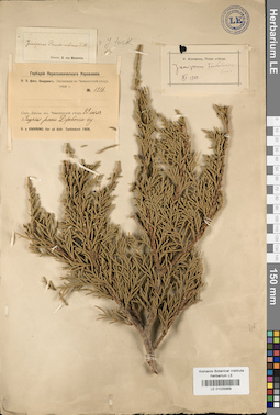 LE 01025969