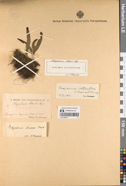 LE 01195174