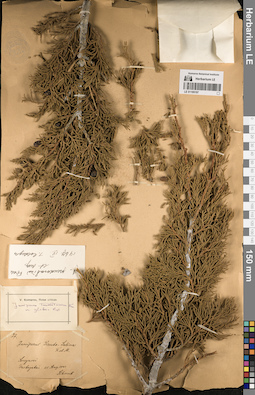 LE 01195197