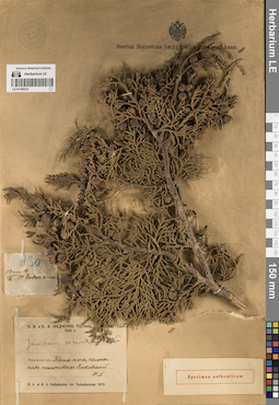 LE 01195233