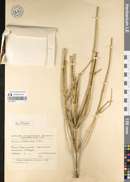 LE 01195273