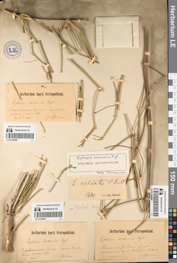 LE 01195296