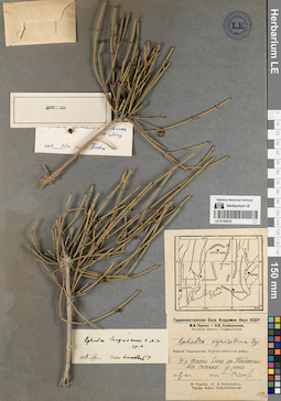 LE 01195332