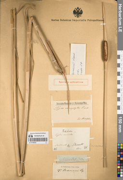 LE 01195343