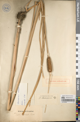 LE 01195344