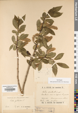LE 01011537