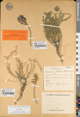 LE 01082476