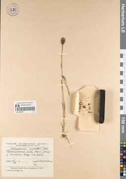 LE 01083203