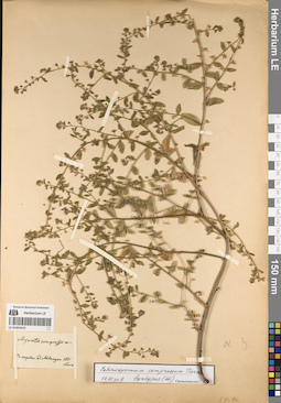 LE 01053410