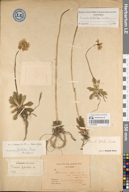 LE 01057051