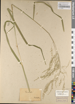 LE 01185028