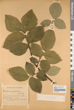 LE 01219168
