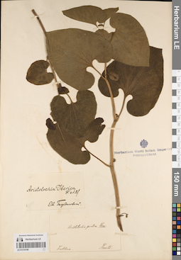 LE 01219199
