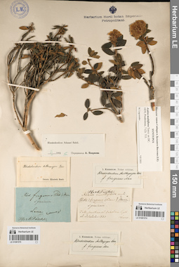 LE 01081574