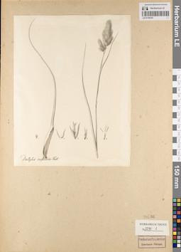 LE 01185181
