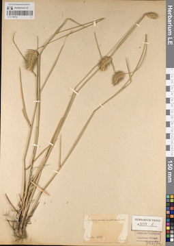 LE 01186732