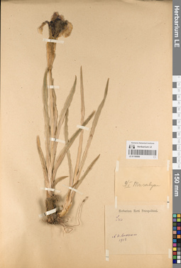 LE 01190099