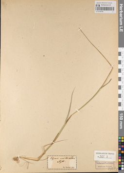 LE 01187124