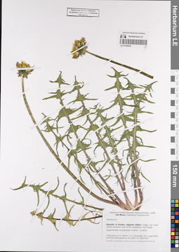 LE 01190338