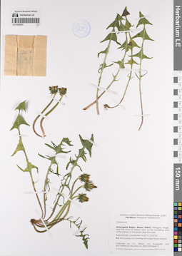 LE 01202331
